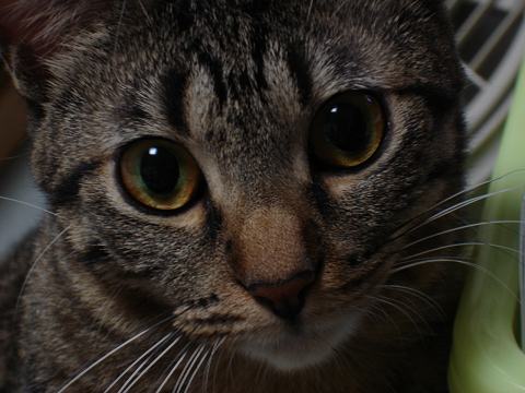 beautiful eyes