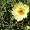 Rose Moss
