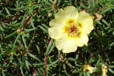 rose moss