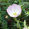 Oenothera speciosa var. childsii