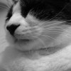 whiskers