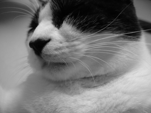 whiskers