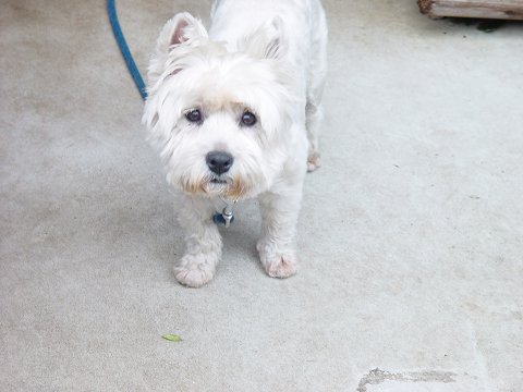 a dog