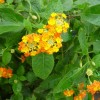 Lantana