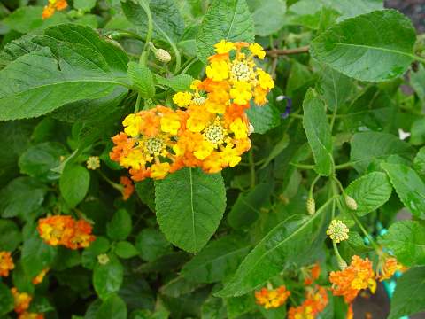 lantana