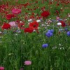 poppy