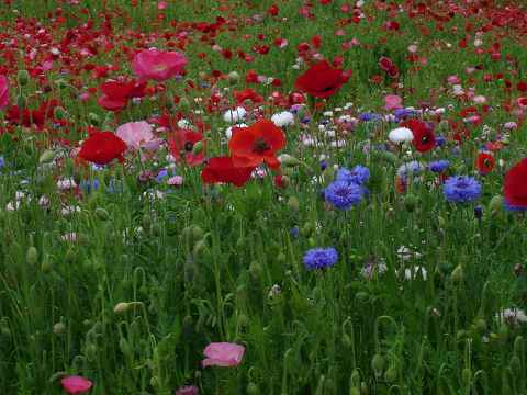poppy