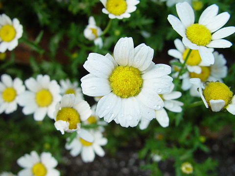 unknown flower