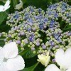 紫陽花