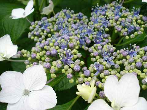 紫陽花