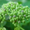 hydrangea