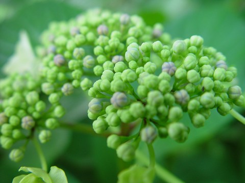 hydrangea