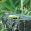 A grasshopper