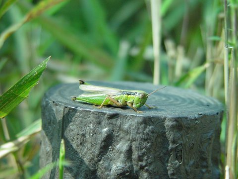 a grasshopper