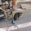 バイクと猫