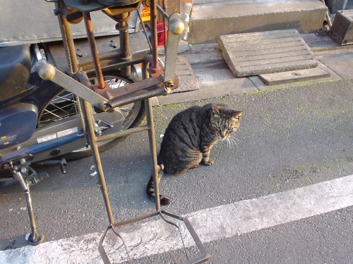 トラ猫