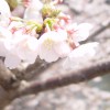 さくら